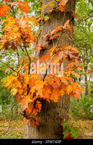Hellorangefarbene Eichenblätter an einem Baumstamm in einem Herbstwald Stockfoto