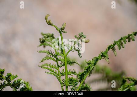 Nahaufnahme von jungen grünen Farnwedeln, die sich im Frühlingsgarten spiralförmig entrollen Stockfoto