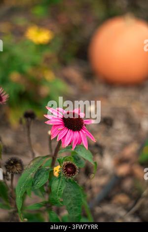 Eine Nahaufnahme eines hellrosa Kegelblüten (Echinacea) in voller Blüte, die ihre satten Blütenblätter und den dunklen zentralen Kegel zur Geltung bringt. Grüne Blätter sind sichtbar Stockfoto