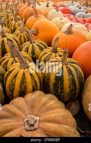 Ein lebendiger, Nahaufnahme, Hochwinkelbild, das eine reiche und vielfältige Sammlung von Kürbissen und Flaschenkürbissen in verschiedenen Schattierungen von Orange, Gelb und Grün präsentiert. T Stockfoto