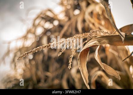 Eine detaillierte Nahaufnahme, die die goldenen Farbtöne und die feinen Texturen von trockenen Maisstängeln und Ähren in einem landwirtschaftlichen Feld einfängt. Die geringe Tiefenschärfe o Stockfoto