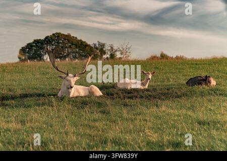 Eine ruhige Szene mit einer Familie von weißen Damhirschen, darunter ein großer Hirsch mit beeindruckendem Geweih, eine Hirschkuh und ein Rehkitz, die friedlich in einem l ruhen Stockfoto