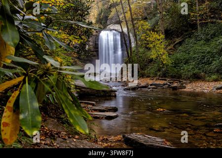 Looking Glass Falls durch Rhododendronblätter im Herbst, Pisgah National Forest bei Brevard, North Carolina, USA Stockfoto