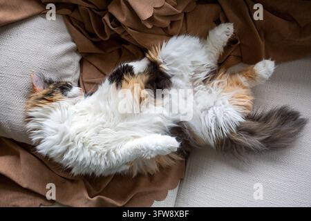 Flauschige Langhaarkatze mit Kalikofarbe, die lustig auf dem Rücken auf einem gemütlichen Sofa schläft Stockfoto