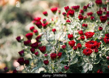 Rote Chrysanthemenblütenknospen blühen im Garten mit natürlichem Bokeh-Hintergrund Stockfoto