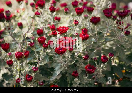 Rote Chrysanthemenblüten, die auf einem grünen Strauch in einem sonnigen Gartengewächshaus blühen Stockfoto
