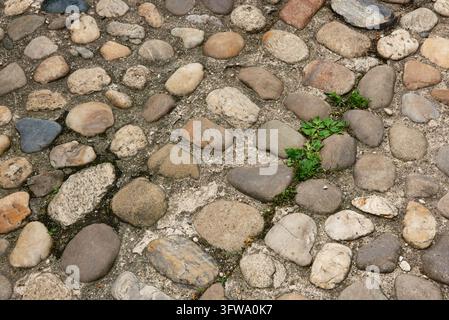 Nahaufnahme der Oberfläche einer traditionellen Kopfsteinpflasterstraße mit kleinen grünen Unkräutern, die zwischen glatten Flusssteinen in Ptuj, Slowenien, wachsen. Stockfoto