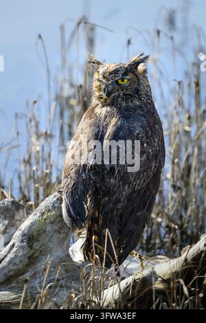 Großer Hornnagelkäuzchen Bubo virginianus trocknet sich im Sonnenschein nach dem Nasswerden am Wasserrand Stockfoto