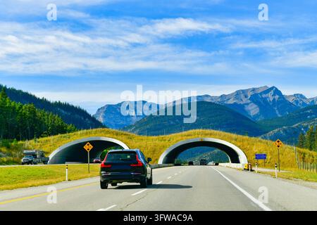 Panoramatische Ansicht von Autos, die auf dem Trans-Canada-Highway in Richtung des majestätischen Cascade Mountain unter einem strahlend blauen Himmel im Banff-Nationalpark, Alberta, fahren Stockfoto