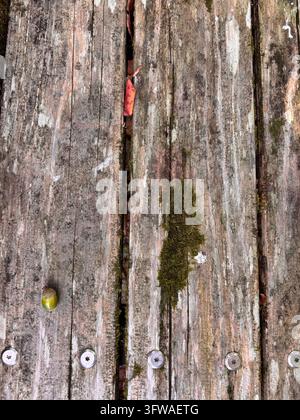 Nahaufnahme einer hölzernen Bank mit Moos und Eicheln in der Natur am Shioji-Berg in Umi-Stadt, Fukuoka, Japan. Stockfoto