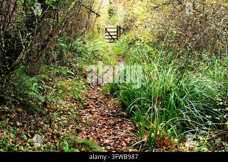Mount Pleasant Lane, Kingcombe Meadows National Nature Reserve, Dorset, Großbritannien Stockfoto