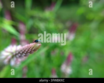 Ein winziger blauer Metallkäfer krabbelt auf einem rosafarbenen Wildblumenkegel, umgeben von einer üppigen grünen Wiese mit weichem Bokeh-Hintergrund Stockfoto