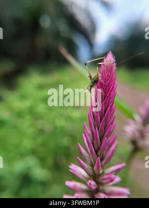 Winziger grüner Grashüpfer ruht auf einer blühenden rosa Celosia-Blüte in einem Garten Stockfoto