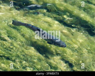 Bachforelle (Salmo trutta) schwimmt in klarem Wasser in Tignes. Stockfoto
