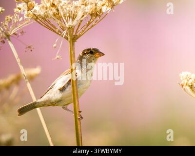 Haussperling (Passer domesticus) auf einem getrockneten Wildblumenstiel mit rosa unscharfem Hintergrund, Tignes. Stockfoto