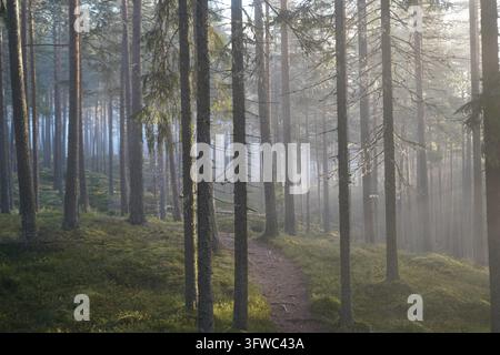 Tief im Wald bricht die Sonne durch den Nebel, ein Oktobermorgen Stockfoto