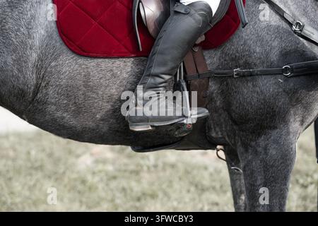 Nahaufnahme eines Pferdereiterstiefels in einem Steigbügel auf einem grauen Hengst. Professionelles Reiterbein in einem hohen Lederstiefel. Reiterfuß in St Stockfoto