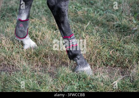 Reitsportausrüstung und Sicherheitsstiefel an Pferdebeinen während des Trainings im Freien. Konzept von Pferdepflege, Beinschutz und professioneller Sattelausrüstung für Spo Stockfoto