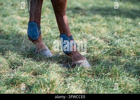 Reitsportausrüstung zum Schutz des Pferdes während des Trainings und des Springreitens. Detail von Hufen und Fesselkopfstiefeln auf Wiesen. Konzept der Tierpflege und Sa Stockfoto
