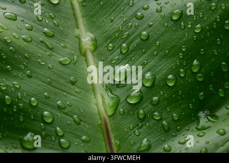 Wassertropfen auf grüner Blattoberfläche Stockfoto