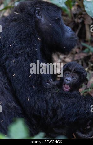 Baby-Gorilla gähnt, während es sich an seine Mutter klammert Stockfoto