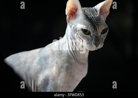 Eine auffällige haarlose Sphynx-Katze mit durchdringenden grünen Augen starrt intensiv vor einem dramatischen schwarzen Hintergrund. Stockfoto