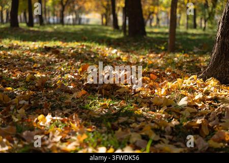 Schöner Herbstparkboden bedeckt mit bunten trockenen gefallenen Blättern, beleuchtet von warmem goldenem Sonnenlicht. Goldenes Herbstlaub auf dem Boden. Stockfoto
