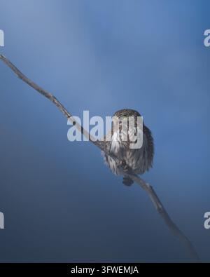 Eine nördliche Zwerg-Eule (Glaucidium gnoma) sitzt auf einem Ast in Bigfork, Montana, USA. Stockfoto
