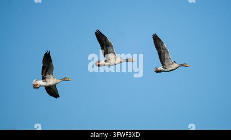 Drei Graugänse fliegen in Formation über einen klaren blauen Himmel, die Flügel fast perfekt synchron erhoben und die orangefarbenen Schnäbel in die gleiche Richtung zeigend Stockfoto