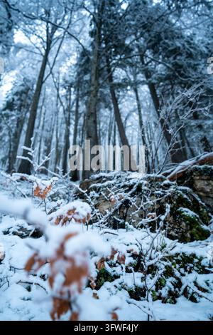Blick auf einen schneebedeckten Waldboden mit moosigen Felsen und hohen Bäumen unter einem Winterhimmel in der Schweiz. Stockfoto