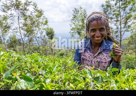 Lächelnde Teepflückerin zwischen grünen Teebüschen, Uva-Provinz, Ella, Sri Lanka Stockfoto