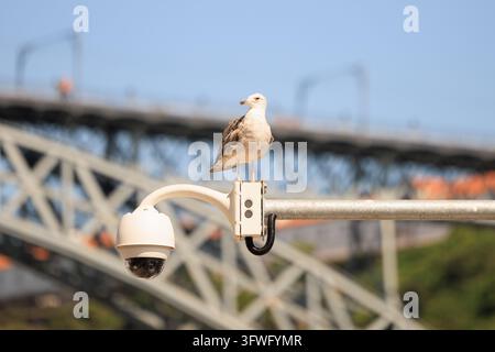 Eine Möwe, die auf einer Überwachungskamera-Montage sitzt, vor dem verschwommenen Eisenkonstrukt der Dom-Luís-I.-Brücke und dem Douro in Porto Stockfoto