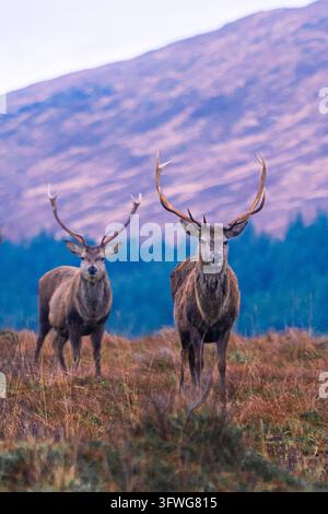 Ansicht von zwei roten Hirschen mit großen Geweihen, die auf den grasbewachsenen Hügeln der schottischen Highlands stehen, Schottland, Vereinigtes Königreich. Stockfoto