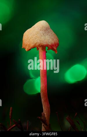 Leuchtender Pilz mit lebhaft rotem Stiel vor einem hellgrünen Bokeh-Hintergrund. Großartig für Fantasy-Natur-, Flora- und Märchen-Bilder. Stockfoto