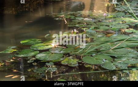 Seerosenblättern und rosa Lilienknospen, die auf einem ruhigen dunklen Teich mit Schilf im sanften Sonnenlicht schwimmen, Australien Stockfoto