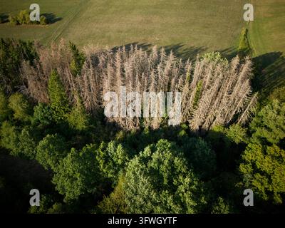 Luftbild eines Flecks toter, trockener Bäume, umgeben von üppigem grünen Wald und landwirtschaftlichen Feldern in Marpingen, Saarland, Deutschland. Stockfoto