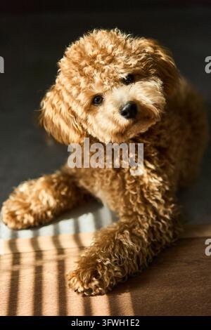 Portrait eines lockigen braunen Toy-Pudel-Welpen mit geneigtem Kopf und warmem Seitenlicht, das gestreifte Schatten auf den Holzboden wirft, Nahaufnahme von Augen, Nase und Pfoten Stockfoto