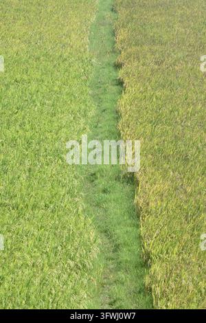 Natürliche grüne moosige Textur an einem Flussufer mit Graswiese, die organische Bodenbedeckung und botanische Landschaftsdetails repräsentiert Stockfoto