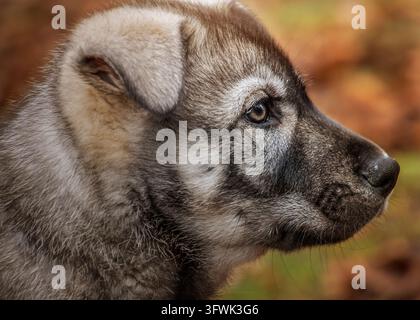Ein Deutscher Schäferhund-Husky-Mischlingswelpe schaut nach rechts, mit gefallenen Blättern und Bodendecke im Hintergrund eines Waldes bei Tageslicht. Stockfoto