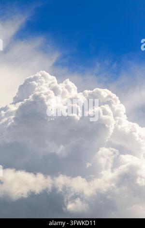 Turmhafte Kumuluswolken mit flauschigen weißen Spitzen und weichen grauen Basen, die sich dramatisch vor einem tiefblauen Sommerhimmel erheben. Stockfoto