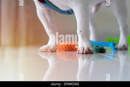 Zuschnittbild von entzückenden Hundebeinen und Baumwoll-Hundespielzeugen, Nahaufnahme von Frenchie-Beinen, die stehen oder darauf warten, draußen zu spielen. Selektive Fokussierung. Stockfoto