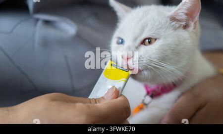 Zuschnittbild des Besitzers, der zwei farbenblindem Kätzchen mit Katzengelee verwöhnt. Kätzchen in den Armen der Menschen. Köstliches Katzenfutterkonzept. Stockfoto