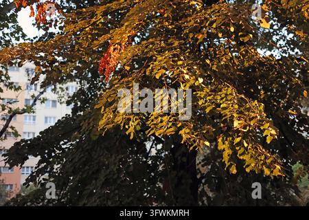 Goldene Herbstblätter, die von warmtonigem Sonnenlicht auf einem Baum in Budapest, Ungarn, beleuchtet werden Stockfoto