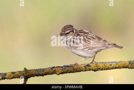 Weißkehlchen (Lullula arborea) auf einem trockenen, moosbewachsenen Ast mit offenem Schnabel. Nahaufnahme des Profilbildes eines Haubenvogels in seinem natürlichen Lebensraum vor Stockfoto