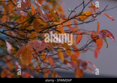 Herbstlaub einer Juni-Beere (Amelanchier lamarckii), die für ihre leuchtenden orangefarbenen und roten Blätter bekannt ist Stockfoto