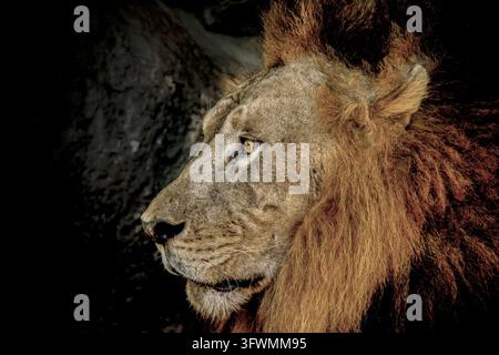 Gefangener Löwenmann Panthera leo im Profil vor dunklem Hintergrund, Bali, Indonesien Stockfoto