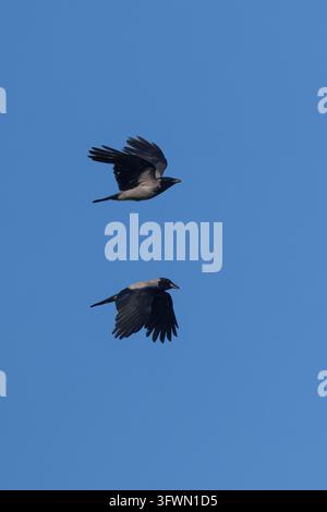 Nebelkrähe, fliegend, Flug, Flugbild, Nebel-Krähe, Aaskrähe, Aas-Krähe, Krähe, Corvus cornix, Corvus corone cornix, Kapuzenkrähe, Hoodie, Aaskrähe Stockfoto