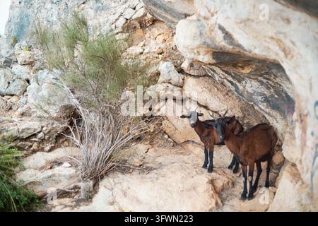 Zwei braune Ziegen mit kleinen Hörnern stehen wachsam auf einer rauen, felsigen Klippenküste in Mallorca, Spanien. Ein grüner mediterraner Strauch mit dünnen Ästen wächst n Stockfoto
