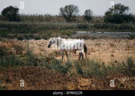 Ein majestätisches wildes weißes Pferd steht anmutig in einem weiten, trockenen Grasfeld mit vereinzelten grünen Büschen in Muro, Spanien. Das Pferd mit seiner wallenden Mähne Stockfoto