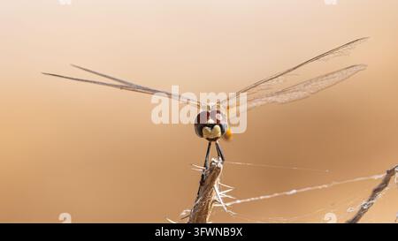 Vorderansicht einer Libelle, rote Sattelbaggen (Tramea onusta), die auf einem trockenen Stock in der Windjana-Schlucht sitzt Stockfoto